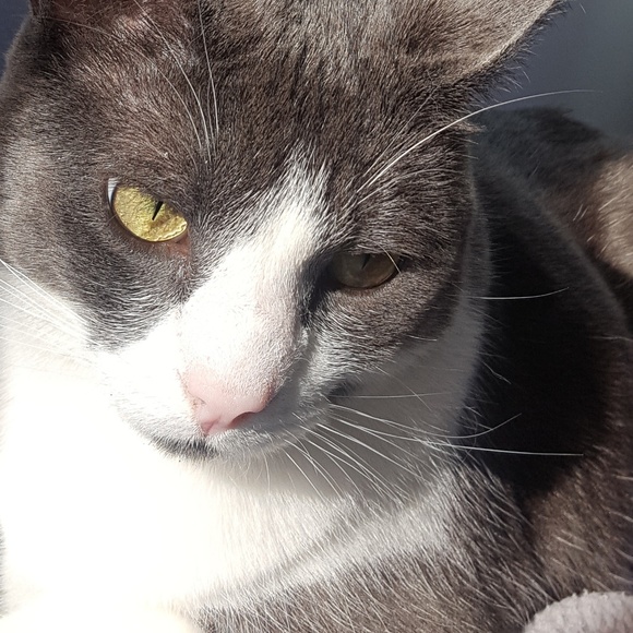 Meet your Posher, Bella - Picture 1 of 1